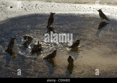 Waxwings balneazione in una pozza sul tetto di un trasformatore di energia elettrica l'alloggiamento. Essi sono stati anche su alimentazione bacche nelle vicinanze. Foto Stock