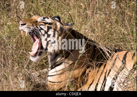 Tigre del Bengala Panthera tigris tigris India Foto Stock