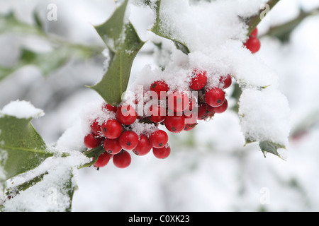 Red holly bacche di neve, REGNO UNITO Foto Stock