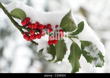 Red holly bacche di neve Foto Stock