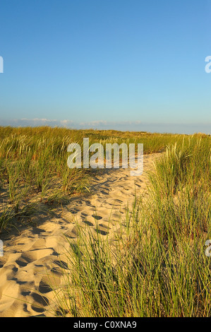 Unione beachgrass lungo un percorso verso una spiaggia, le Cap Ferret, Gironde, Francia Foto Stock