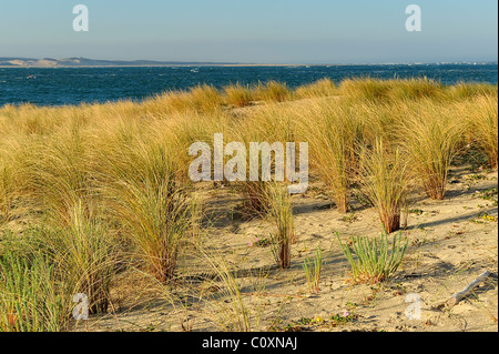 Unione beachgrass lungo una spiaggia, Oceano Atlantico, le Cap Ferret, Gironde, Francia Foto Stock