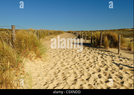 Unione beachgrass lungo un percorso verso una spiaggia, le Cap Ferret, Gironde, Francia Foto Stock
