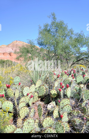 Ficodindia cactus - opuntia - Palo Duro State Park, Texas, Stati Uniti d'America Foto Stock