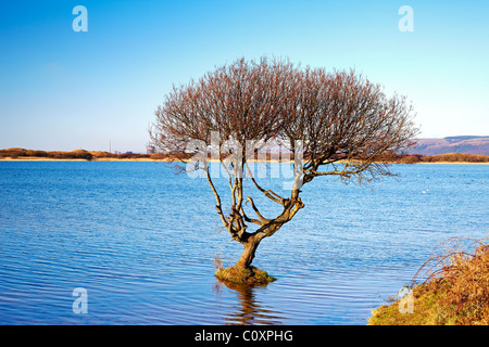 Albero in piscina Kenfig Riserva Naturale Nazionale, Kenfig, South Wales, Regno Unito Foto Stock