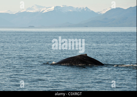 L'Alaska. Le balene con la gobba (Megaptera novaeangliae) in cinque dita area delle isole di Federico Suono, a sud-est di Alaska. Foto Stock