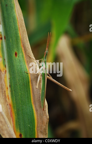 Inclinazione del Mediterraneo di fronte-Grasshopper Foto Stock