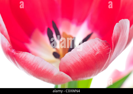 Bouquet di tulipani freschi in vaso contro uno sfondo bianco Foto Stock