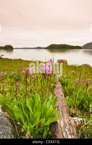 L'Alaska. Dark-throated shooting star (Dodecatheon pulchellum) in Thomas Bay, Tongass National Forest, a sud-est di Alaska. Foto Stock