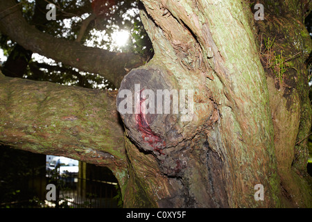 Il sanguinamento Yew Tree sul sagrato di San Brynach, Nevern, Pembrokeshire, Wales, Regno Unito Foto Stock