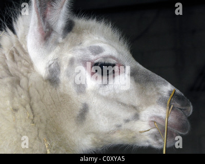 Giovani llama, close-up Foto Stock
