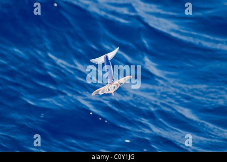 Molto rara immagine di un Neon Totani specie (Ommastrephes bartramii) nella metà di aria, a sud dell'Oceano Atlantico. Foto Stock