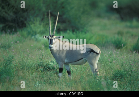 East African Oryx - Beisa oryx (Oryx gazella - beisa Oryx beisa) in piedi nella savana - Samburu NP - Kenya - Africa orientale Foto Stock