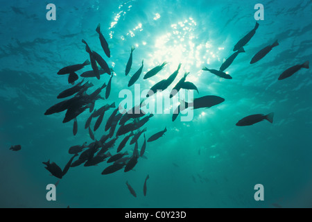 Mangrove snapper - Grigio snapper (Lutjanus griseus) scolarizzazione a re della primavera - Crystal River - Florida - USA Foto Stock