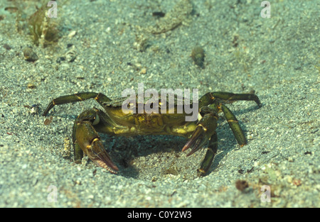 Riva comune granchio - European green crab (Carcinus maenas) mobile su un fondo sabbioso Foto Stock