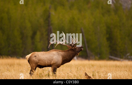 Una bull elk bugles durante la elk rut, il Parco Nazionale di Yellowstone, Wyoming negli Stati Uniti. Foto di Gus Curtis Foto Stock
