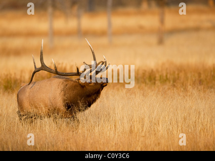 Una bull elk profuma l'aria cercando il profumo di una mucca in estro. Parco Nazionale di Yellowstone Wyoming negli Stati Uniti. Foto di Gus Curtis Foto Stock