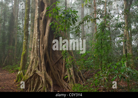 Foresta pluviale subtropicale, Binna Burra sezione, Parco Nazionale Lamington, Queensland, Australia Foto Stock