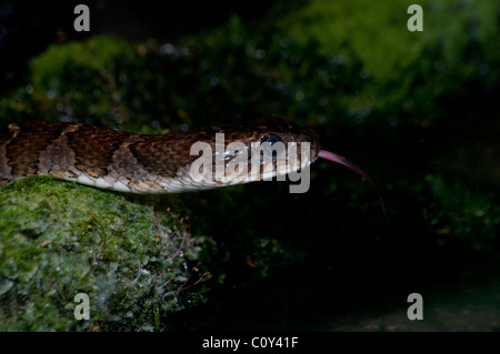 Close-up di un nord di Serpente d'acqua. Foto Stock