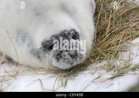 Un cucciolo di foca pup attende su una coperta di neve sulla spiaggia di l'inglese costa del Mare del Nord Foto Stock