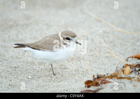 Snowy Plover in sabbia Foto Stock