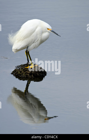 Snowy garzetta con la riflessione in acqua Foto Stock