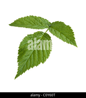 Foglia di lampone isolato su uno sfondo bianco Foto Stock
