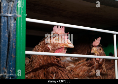 Vista ravvicinata dei polli confinati in un sistema di gabbia in batteria all'interno di un allevamento avicolo commerciale. Foto Stock