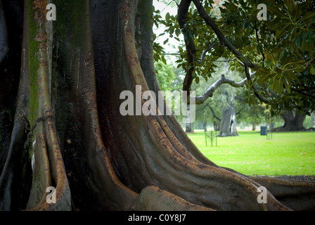 PRIMA VISTA DEL SISTEMA RADICALE GIGANTE DI UN FICO DI MORETON BAY (FICUS MACROPHYLLA) NELL'AREA DEL PARKLAND DI ADELAIDE, AUSTRALIA MERIDIONALE. Foto Stock