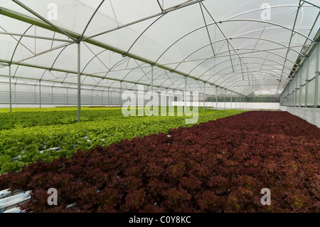 Serra fragole crescente usando la tecnica di hydroponics (nutriente minerale soluzioni) nelle isole Azzorre Foto Stock