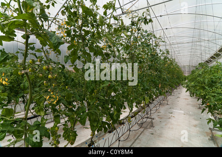 Serra fragole crescente usando la tecnica di hydroponics (nutriente minerale soluzioni) nelle isole Azzorre Foto Stock