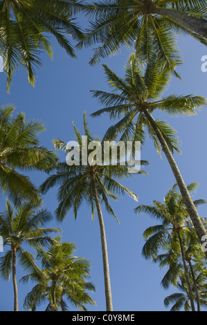 Alberi di Palma contro un profondo cielo blu, Isole Whitsunday, Queensland, Australia Foto Stock