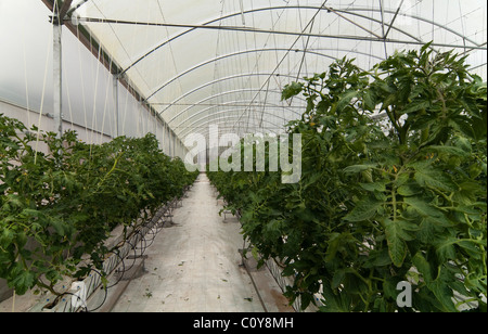 Serra fragole crescente usando la tecnica di hydroponics (nutriente minerale soluzioni) nelle isole Azzorre Foto Stock