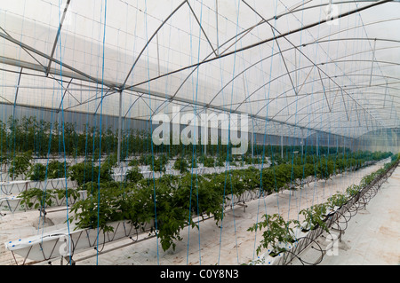 Serra fragole crescente usando la tecnica di hydroponics (nutriente minerale soluzioni) Foto Stock