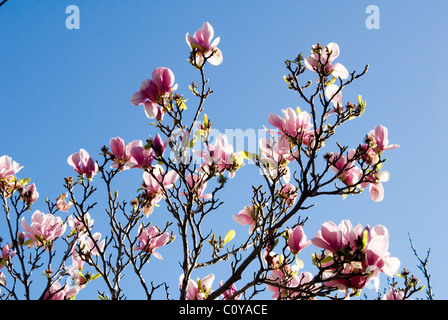 Australian rosa albero di magnolia in fiore contro un cielo blu. Foto Stock