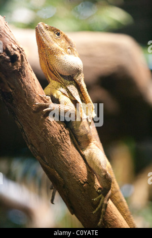 Australian Frilled collo Lizard (Chlamydosaurus kingii) noto anche come un drago Frilled aggrappandosi al ramo Foto Stock