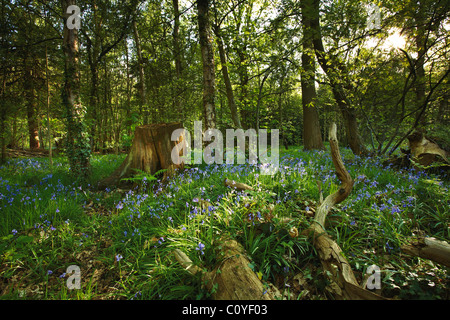 La molla Bluebells Foto Stock