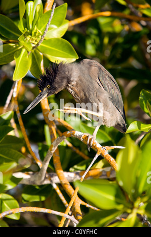 Le Galapagos Heron (Lava Heron) - Tortuga Bay - Isola di Santa Cruz, Isole Galapagos, Ecuador Foto Stock