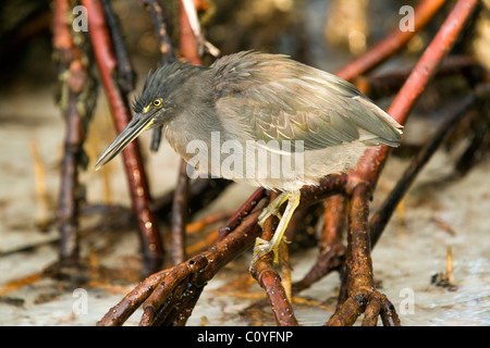 Le Galapagos Heron (Lava Heron) - Tortuga Bay - Isola di Santa Cruz, Isole Galapagos, Ecuador Foto Stock