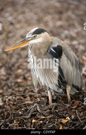 Airone blu - Tortuga Bay - Isola di Santa Cruz, Isole Galapagos, Ecuador Foto Stock