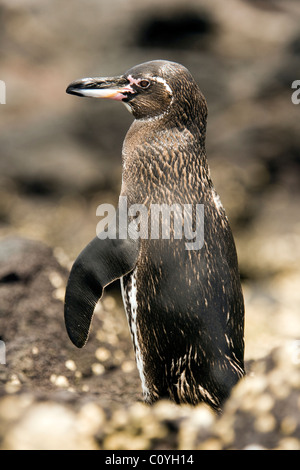 Le Galapagos Penguin - Bartolome Isola - Isole Galapagos, Ecuador Foto Stock