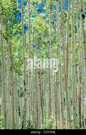 Aspen Forest,marrone oro,giallo e arancione le foglie in autunno,Colore di autunno,colori,Color,molto colorfull,,Aspen Colorado,USA Foto Stock