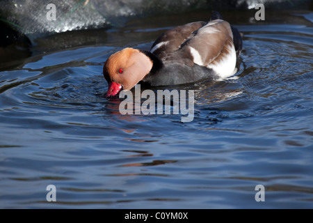 Red Crested Pochard nuoto su un laghetto al Martin mere zone umide e Wildfowl Trust Center, Ormskirk Foto Stock