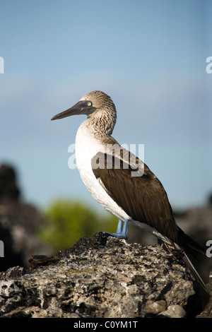 Blu-footed Booby - Tintoreras Islote - nei pressi di Isabela Island - Isole Galapagos, Ecuador Foto Stock