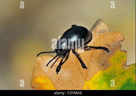 Sanguinosa naso-maggiolino / sangue spewer / sangue produca beetle (Timarcha tenebricosa) sulla lamina Foto Stock