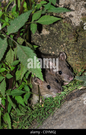 Due capretti ratti marrone (Rattus norvegicus) nascondere nella vegetazione lungo la parete Foto Stock