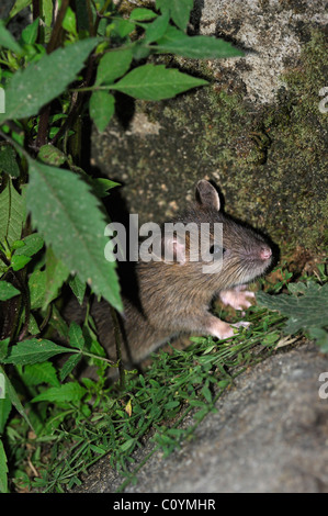 I capretti marrone (ratto Rattus norvegicus) nascondere nella vegetazione lungo la parete Foto Stock