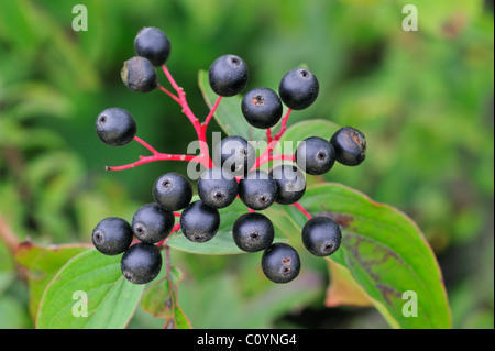 Close up di Comune / Europea sanguinello foglie e bacche (Cornus sanguinea), Belgio Foto Stock