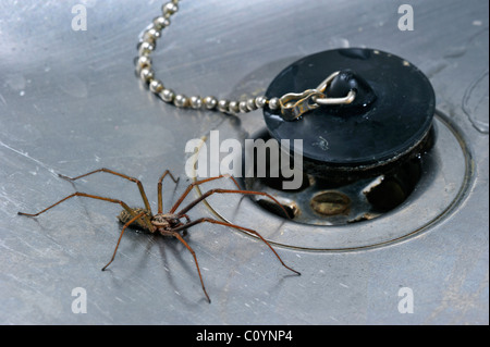 Casa comune europea spider (Eratigena atrica / Tegenaria atrica) nel lavello da cucina accanto al tappo foro di