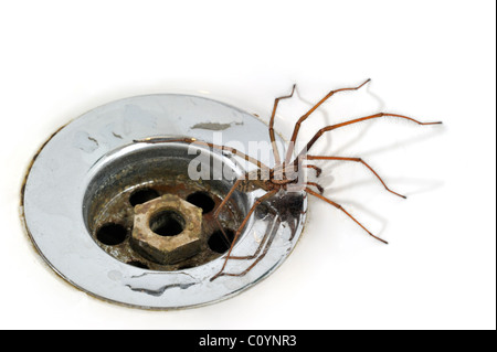 Casa comune europea spider (Eratigena atrica / Tegenaria atrica) nel lavandino / Lavello accanto al plug-foro nel bagno
